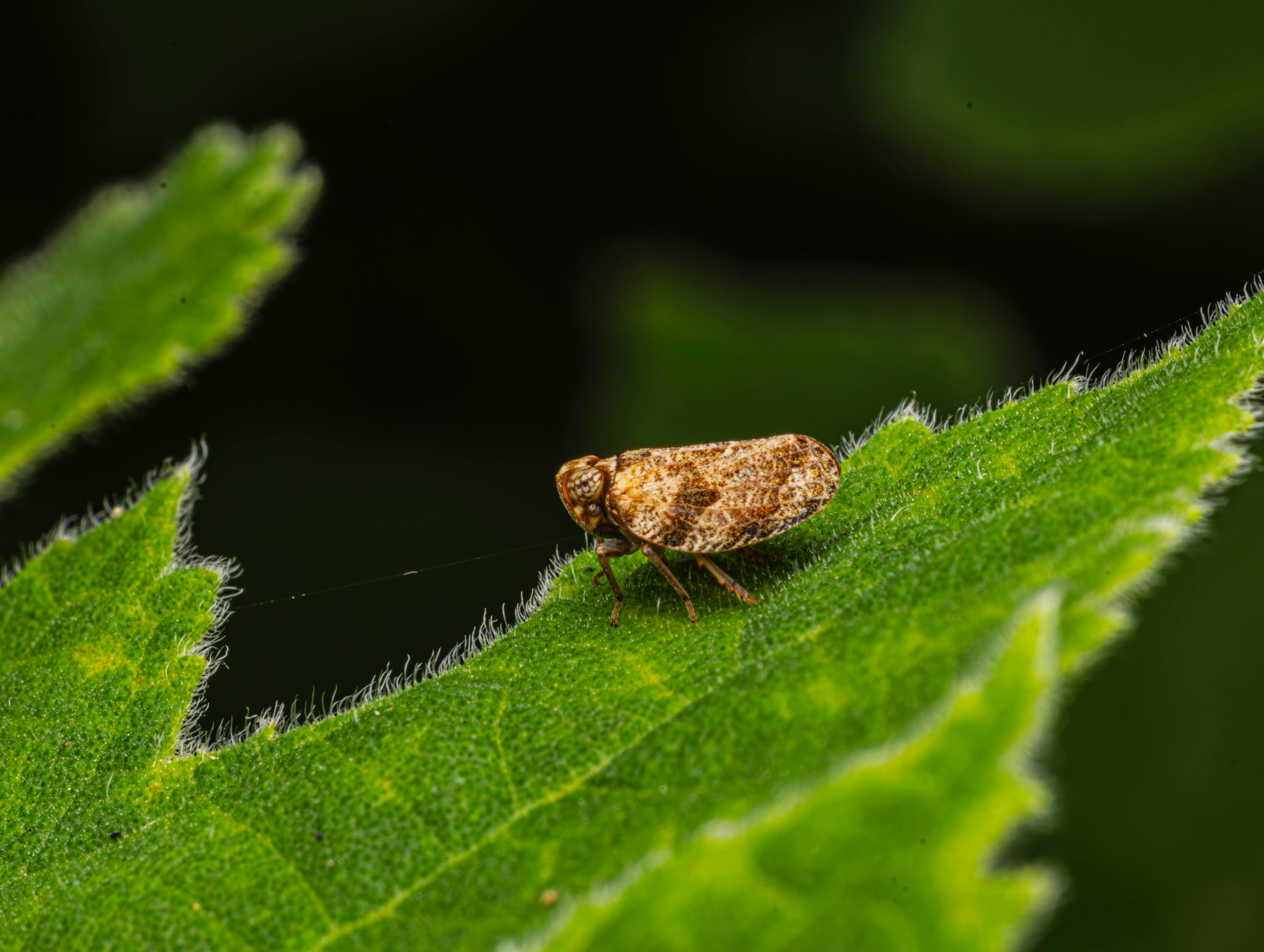 Brown planthopper (Nilaparvata lugens) on a leaf