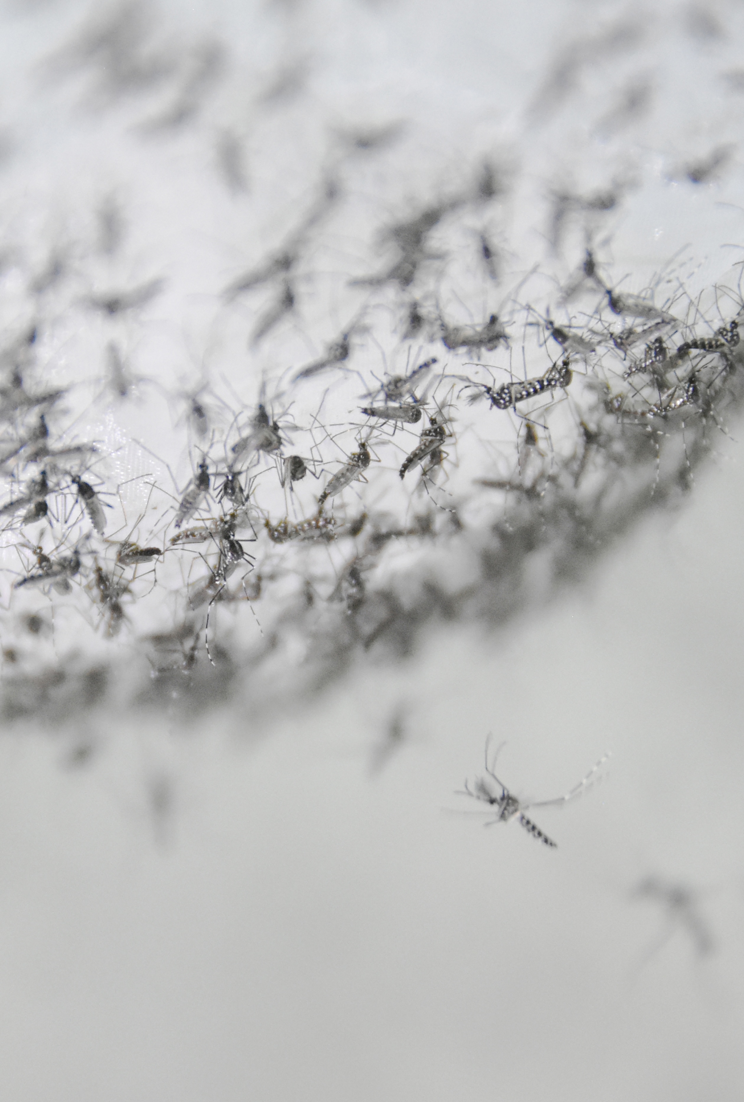 Male Aedes mosquitoes ready for release