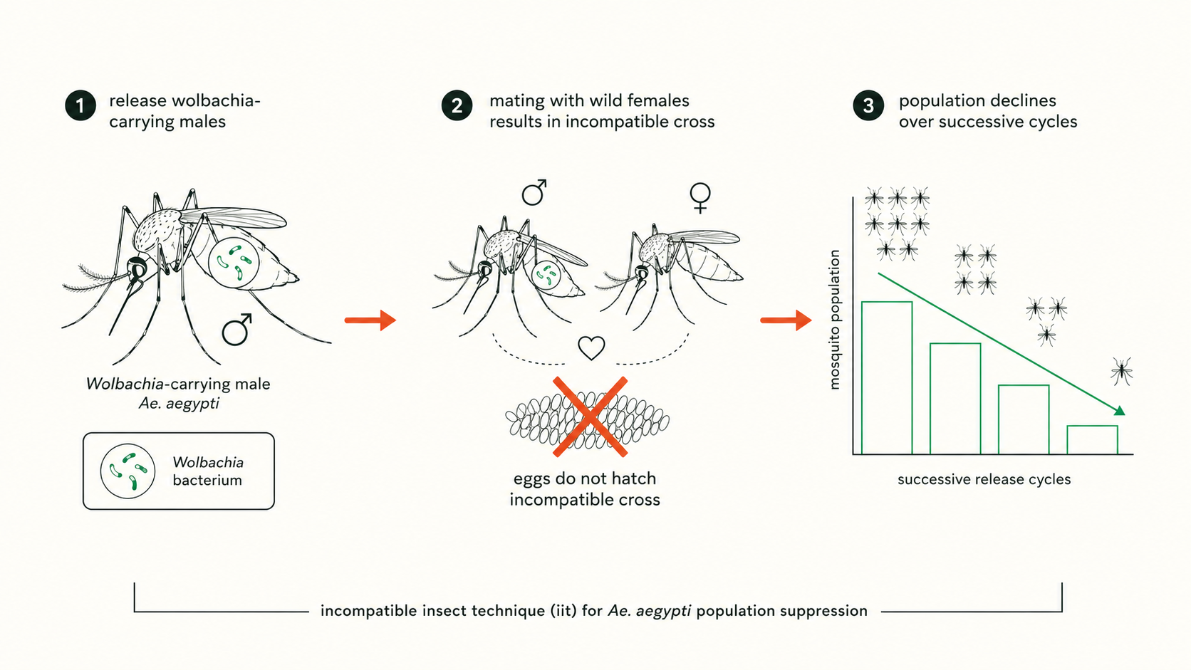 Diagram showing the incompatible insect technique: Wolbachia-carrying males released, mating with wild females results in eggs that do not hatch, population declines over successive cycles