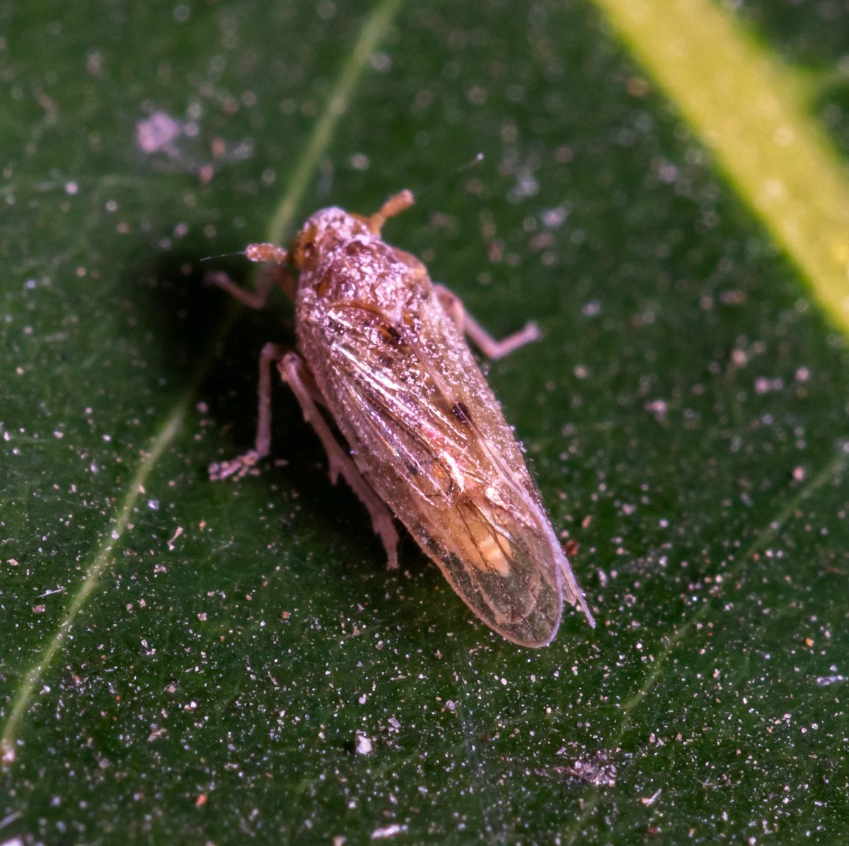 Brown planthopper (Nilaparvata lugens) on a leaf