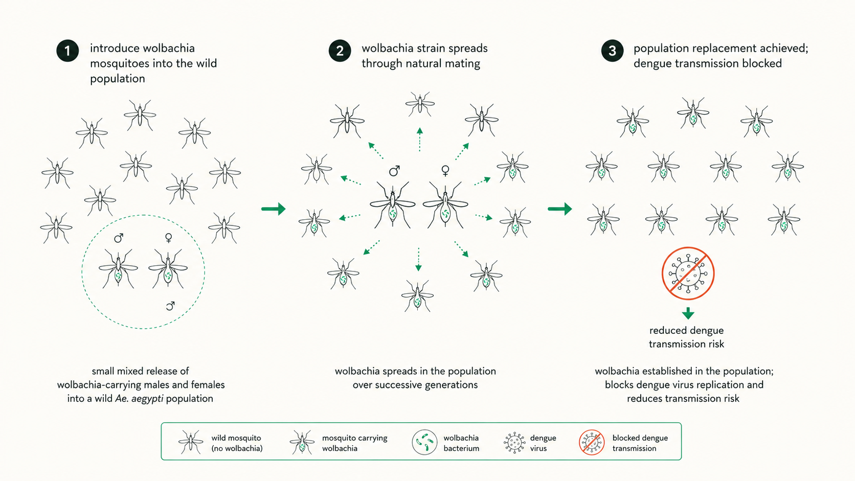 Diagram showing population replacement: Wolbachia spreads through natural mating over successive generations, dengue transmission blocked once established