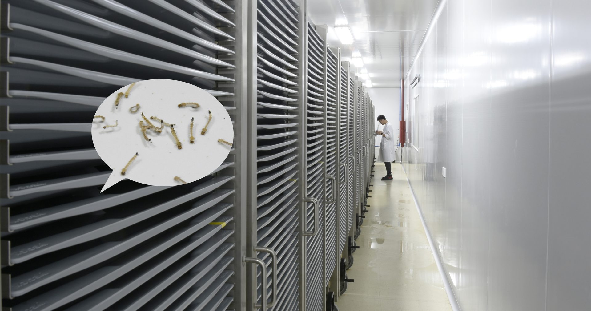 Wolbachia mosquito rearing racks at production facility